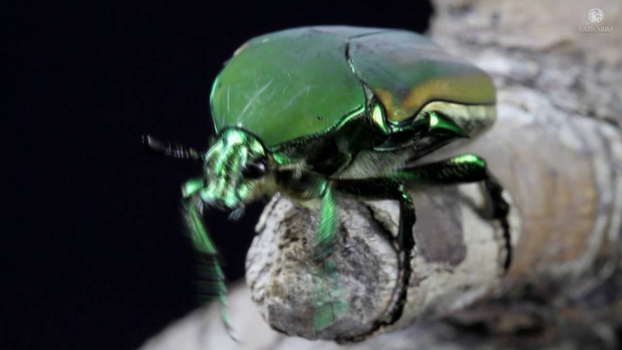 Mayate verde