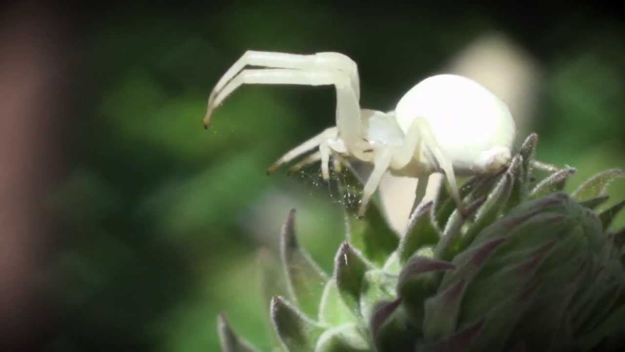 white spider