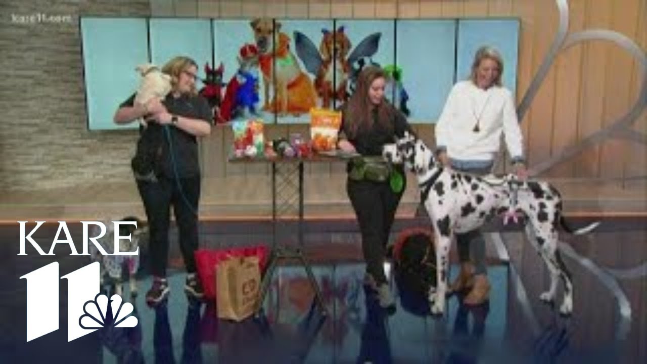 Chuck & Don's discusses Halloween pet safety
