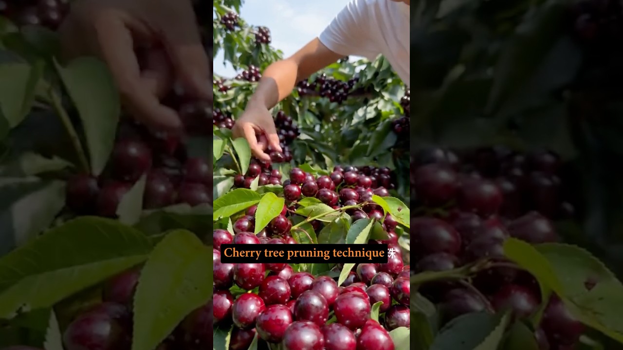 Cherry Tree Pruning Technique #farming @HappyFarm85