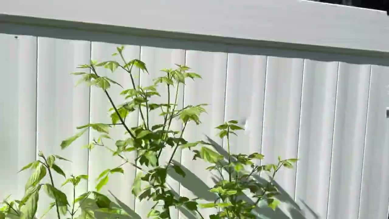 Boxelder: The Indestructible Native Tree