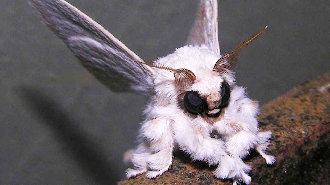 Venezuelan Poodle Moth - Animal of the Week