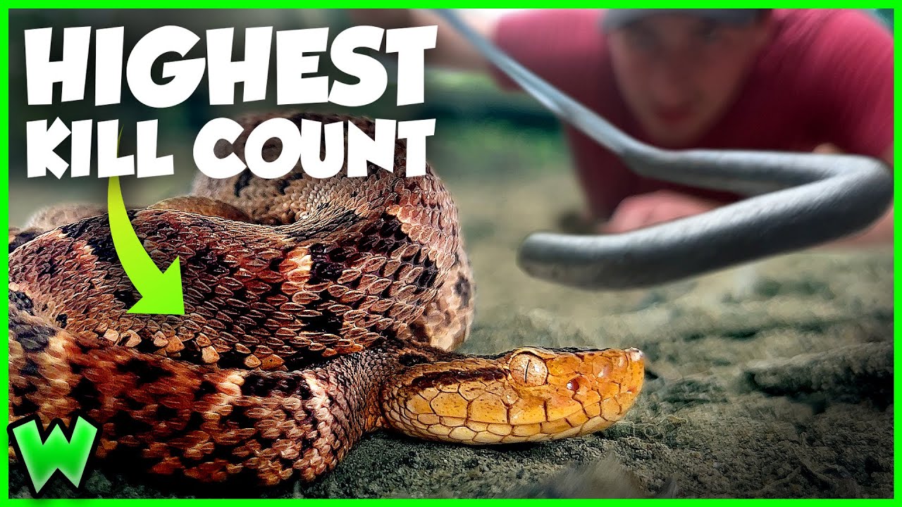 This is the DEADLIEST SNAKE in South America…
