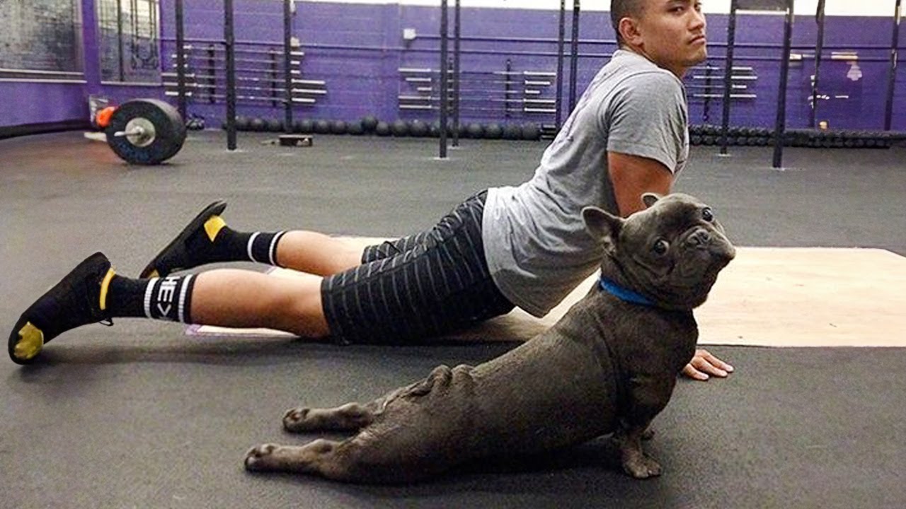 Funny Videos Of French Bulldogs That Will Make Your Day