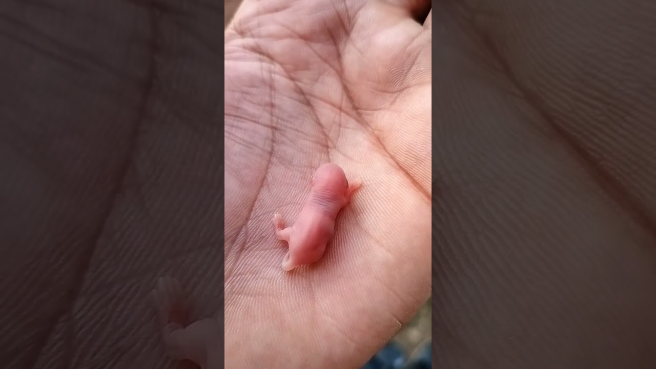 baby rat #youtubeshorts #shorts #baby #babyrat