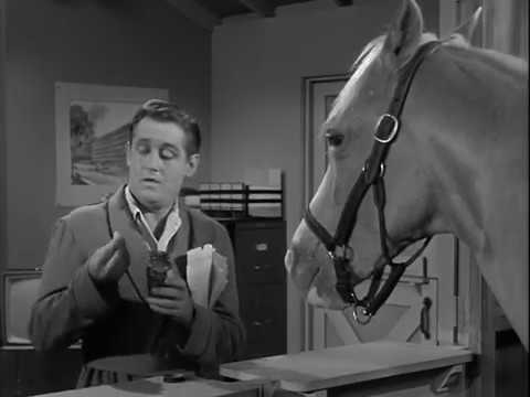 Mister Ed Excerpt