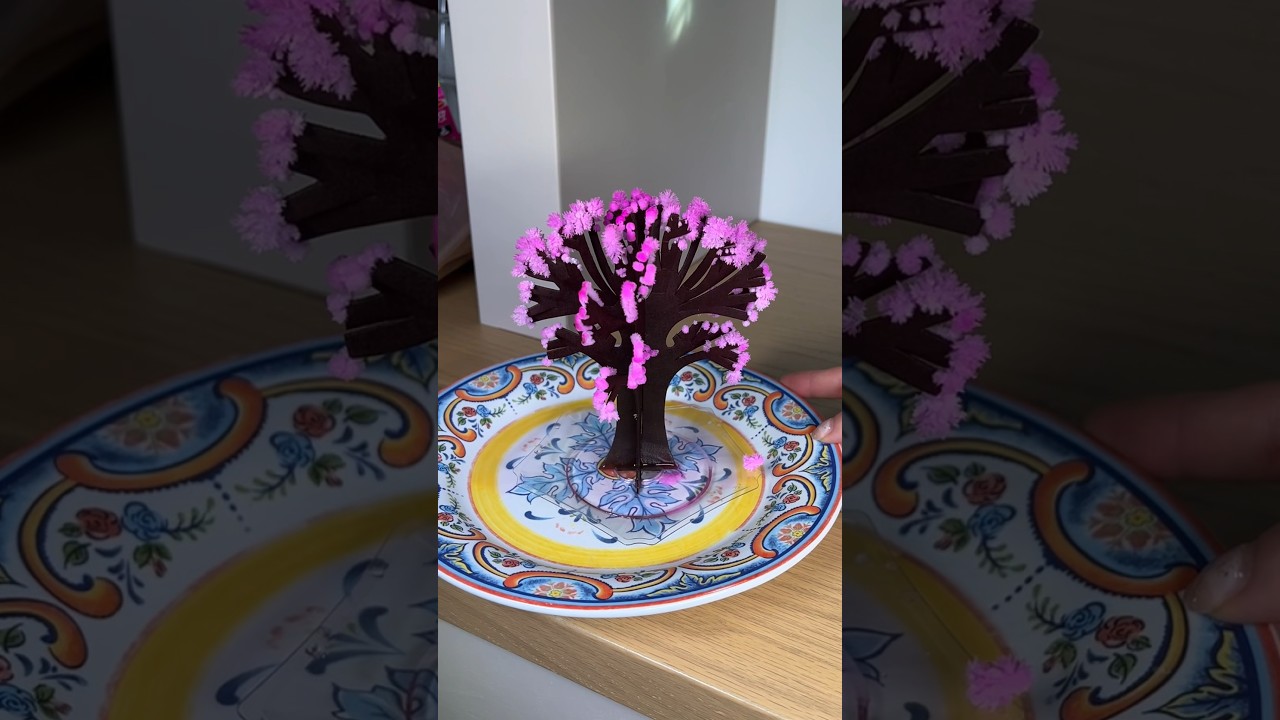 Growing a cherry blossom tree!! Amazing results!!