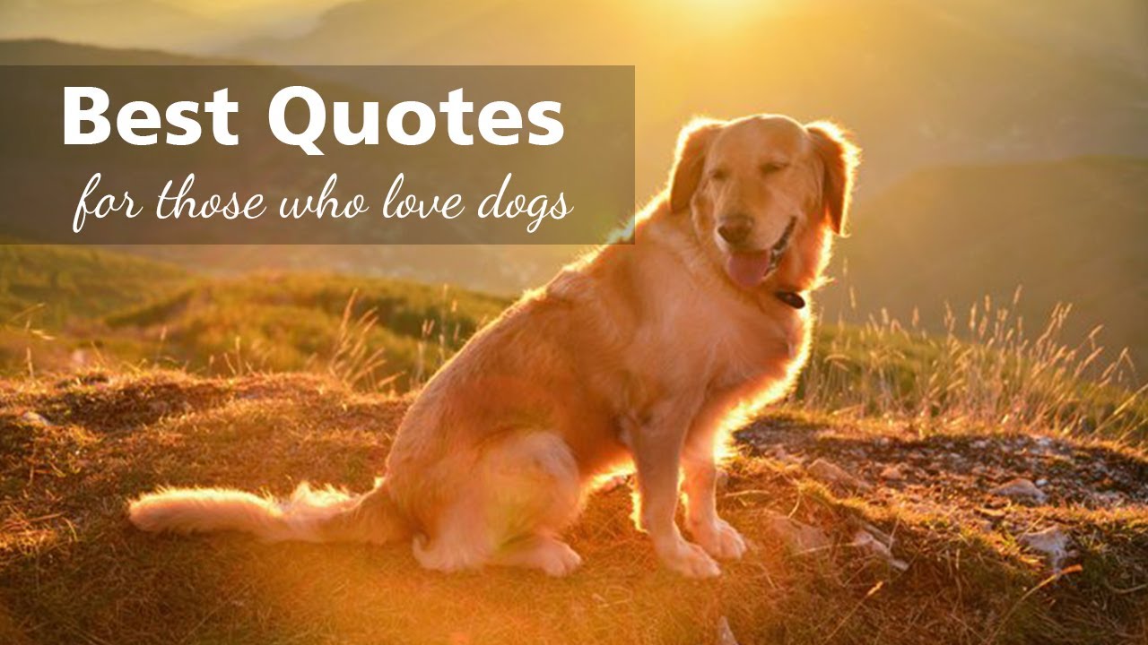 60 Best Quotes About Dogs | Animal Lovers | Dog Lovers | Love For Dogs | Best Dog Quotes | Cute Dogs