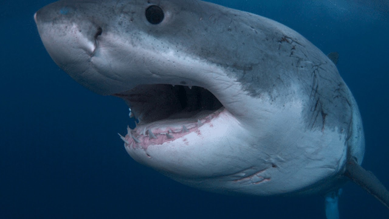 When Does 'Shark Week' Start in 2018? Complete TV Schedule of Discovery Channel Programs