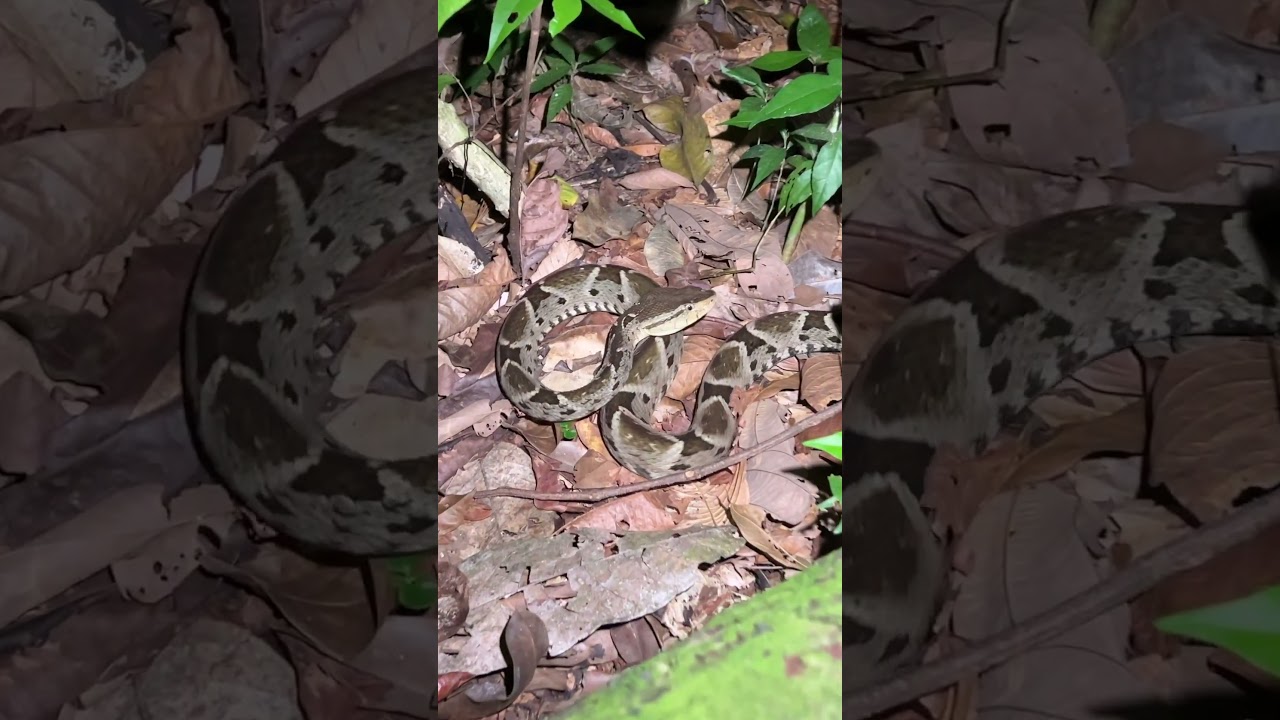 Fer-De-Lance SNAKE (venomous) Coils