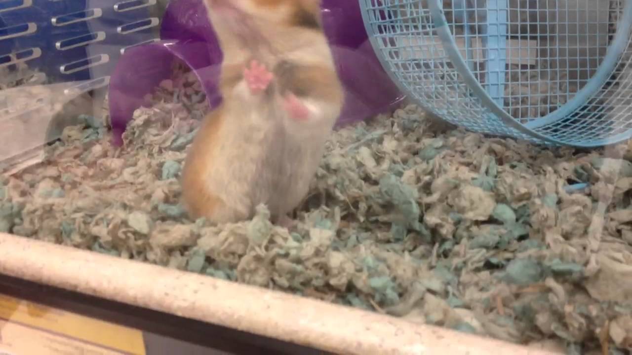 Cute teddy bear hamster at PetCo