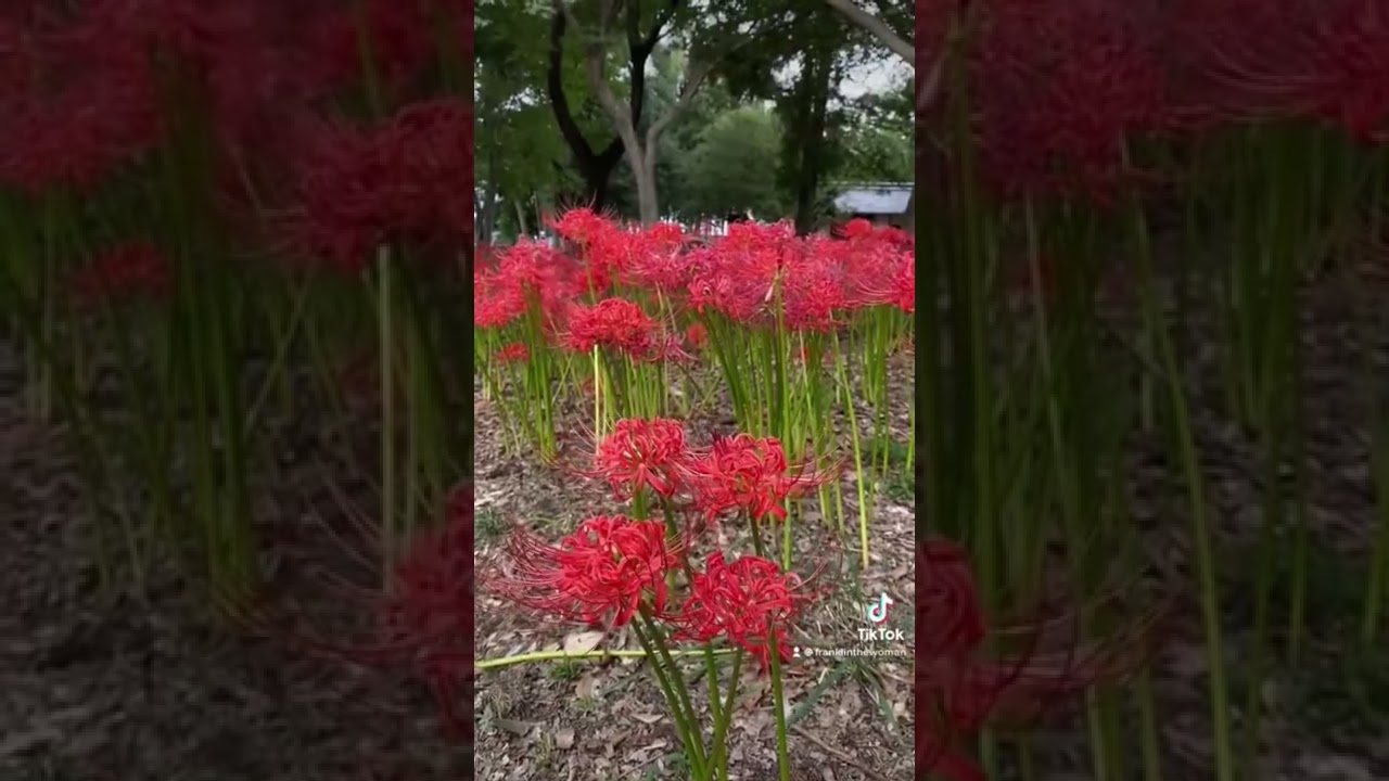 The meaning of spider lilies - 彼岸花 higanbana