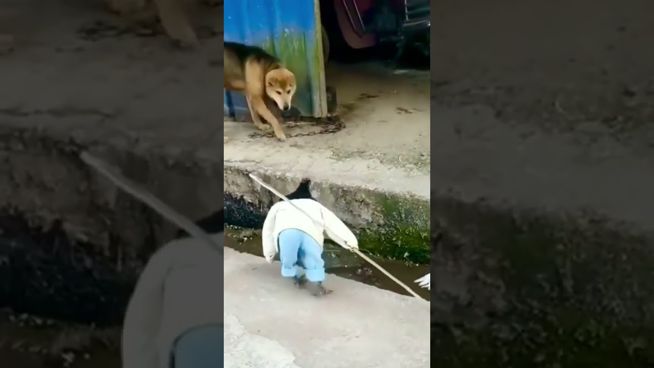 cock ninja vs dog 👉🤦‍♀️