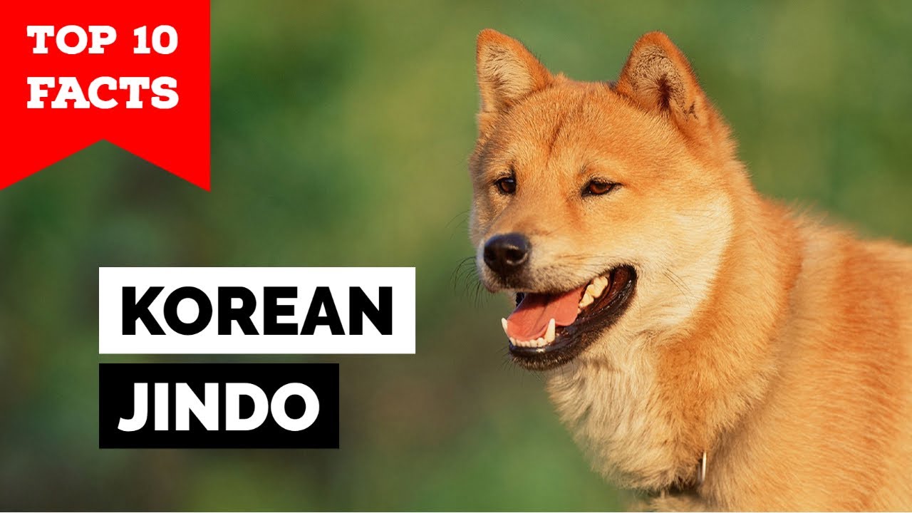 Korean Jindo - Top 10 Facts