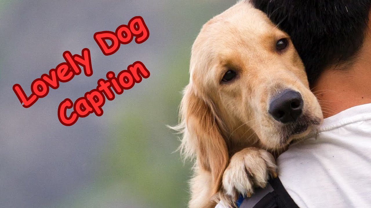 Cute Dogs Captions and Quotes for Instagram || #dog #dogsofinstagram #status #captionstock #doglife