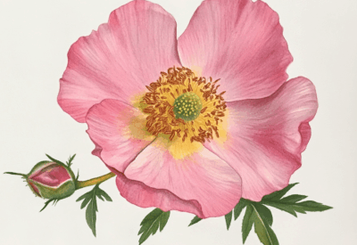 moss rose