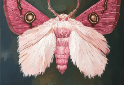 poodle moth
