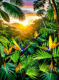 birds of paradise