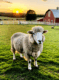 dolly the sheep