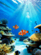 buscando a nemo