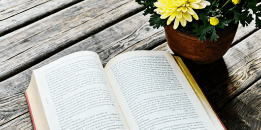 chrysanthemum book
