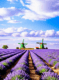 lavender fields