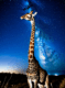 long neck