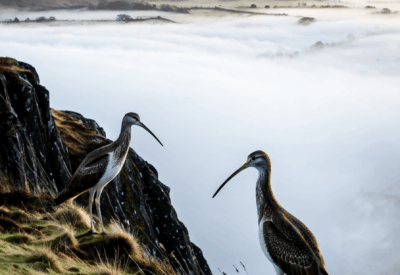 longshanks