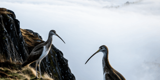 longshanks