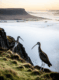 longshanks